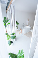 Extra white and very light minimalistic stylish elegant interior of bathroom with modern bath, green plants and wooden elements