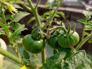 tomato plant || plant of tomato