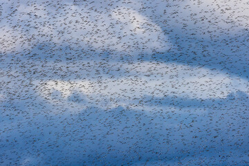 Flock of birds in a group formation migrating in the sky