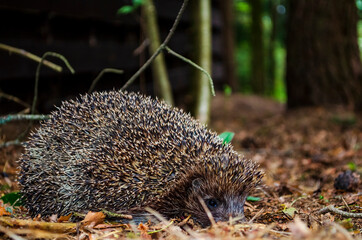 hedgehog crawls on the grass