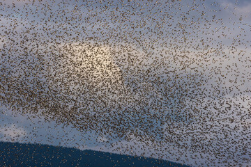 Flock of birds in a group formation migrating in the sky
