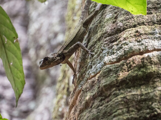 Animal. Amazonia. Lizard