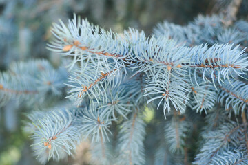 A beautiful fresh twig of the fir tree. Background for your projects.