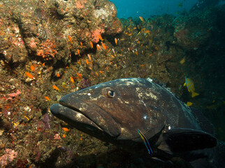 Big grouper by coral reef.