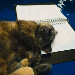 cat sleeping on the notebook
