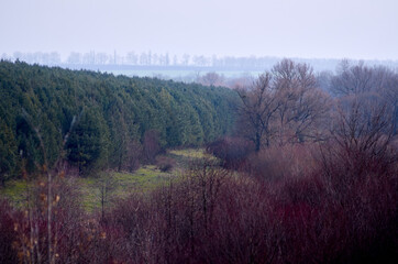Pine forest grass and willows in warm winter