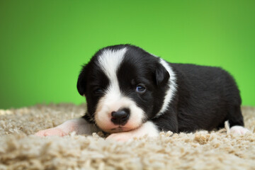 cute tiny border collie dog puppy lying down on a fluffy carpet against a colorful background in a studio