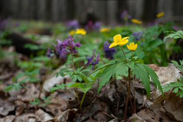 first spring flower, Blue flowers of the Scilla Squill blooming
