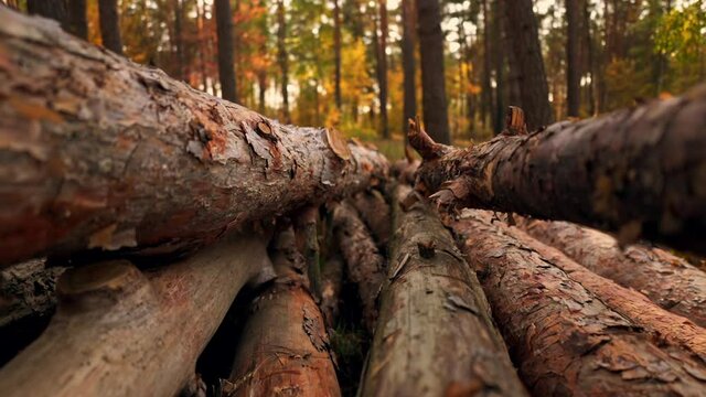 b roll panorama tree trunk in autumn forest slow motion