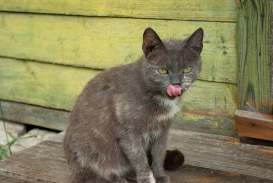 Portrait of grey cat licking its lips after feeding, showing its pink tongue, sitting on old porch. Countryside, summer. Close-up.