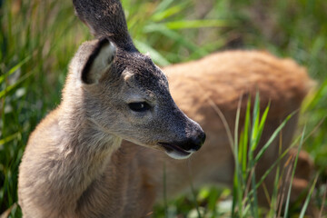 roe deer in green rural field (Capreolus capreolus L.)