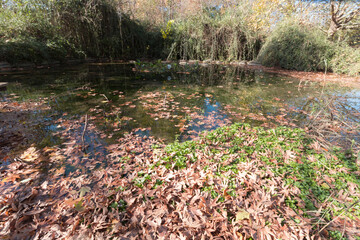 flowers in the water