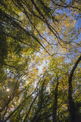 Cable mountain in Rome. The sacred way and woods in autumn. Colors, nature and a fairytale landscape