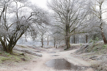 Frozen forest path