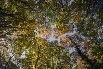 Cable mountain in Rome. The sacred way and woods in autumn. Colors, nature and a fairytale landscape