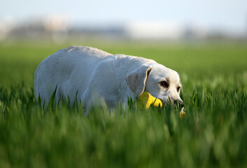 yellow labrador in the park