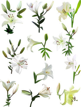 isolated eleven white lily flowers set