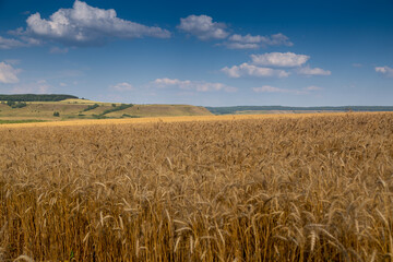 Naklejka premium golden field with spikelets of ripe wheat