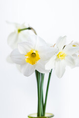 bunch of daffodils in vase isolated on white background.Home interior with easter decor.Bouquet of fresh spring flowers. white Daffodil narcissus in glss vase . Copy space