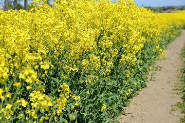 Path on the edge of a flowering rapeseed field