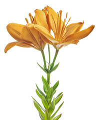 bright orange two blooms lily on white