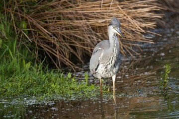 Graureiher im Wasser 32