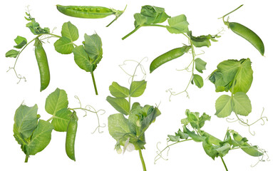 pea pods with green leaves group on white