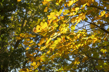 Cable mountain in Rome. The sacred way and woods in autumn. Colors, nature and a fairytale landscape