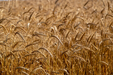 golden field with spikelets of ripe wheat
