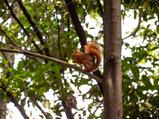 A Little Squirrel is Eating Quickly on a Tree Branch