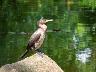 The Neotropic Cormorant or Olivaceous Cormorant (Phalacrocorax brasilianus), A Bird Standing on a Large Rock in a Green Lagoon