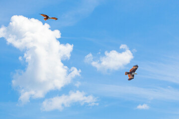 Eagle bird flight in beautiful sky with clouds