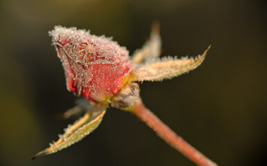 Eine Rosenknospe im Winter mit Eiskristallen