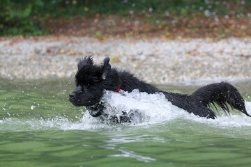 Newfoundland dog in water 