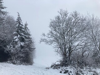 Bäume im Schnee mit Nebel 