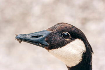 Close-up of Canada goose head