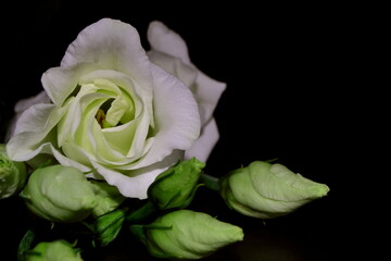 Lisianthus, Eustoma. White flowers on dark background.