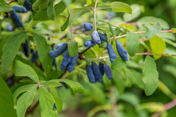 Ripe honeysuckle berries hang on a branch