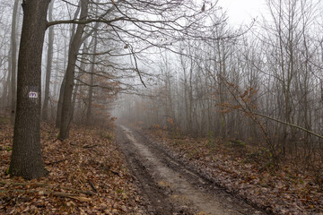 Nebenstrasse im wald mit wanderwegzeichen