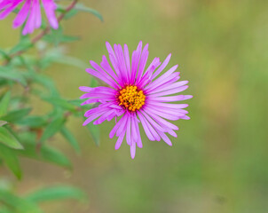 Obraz premium Purple Aster Blooming in the Fall
