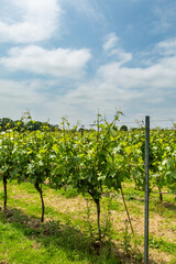 Fototapeta na wymiar Rows of Vines in an English Vineyard