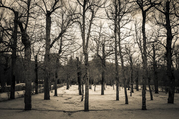Black and White Trees in Garden