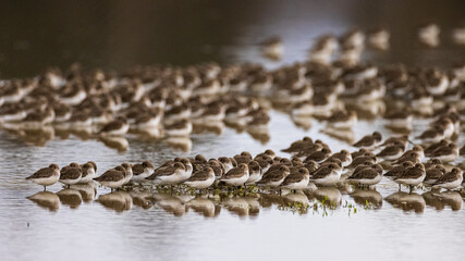 Flock of small brown birds in a group formation at a lake 