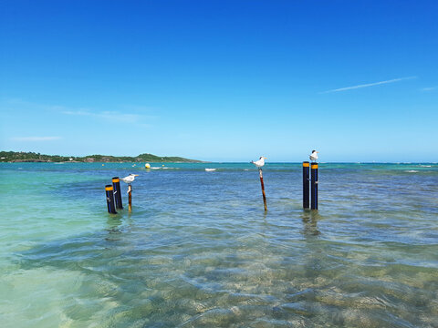 Royal Terns standing on a post or beach buoy in turquoise augas of the caribbean sea. Idyllic landscape of birds and tropical nature background.
