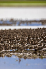 Flock of small brown birds in a group formation at a lake 