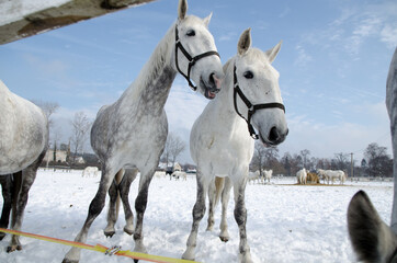Portrait of horse on white winter iced snowy background isolated