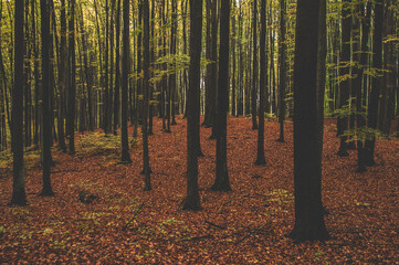 jesienny las bukowy w rezerwacie Kamienna Góra