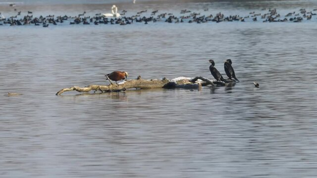 Eine Rostgans (Tadorna ferruginea) und zwei Kormorane (Phalacrocorax carbo) auf einem Baumstamm auf einem Lechstausee im Winter