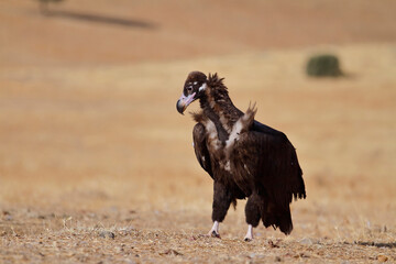 The cinereous vulture (Aegypius monachus)