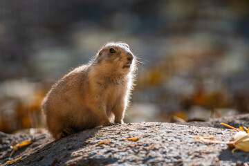 a black tailed prairie dog